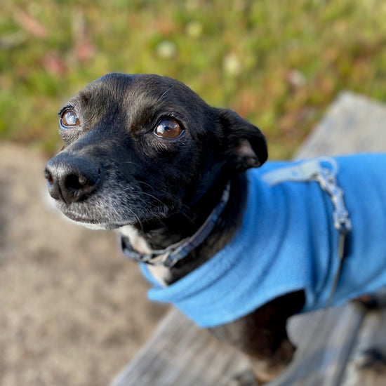 Dog wearing a blue sweater standing on a wooden platform with a grassy background