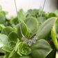 Scallop Droplette Necklace in Sterling Silver & Cubic Zirconia - Devine & Co.